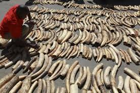 Kenya seizes container with ivory