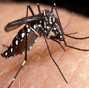 Don’t mistake dengue fever for influenza