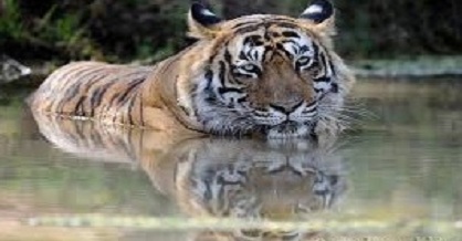Tiger strays from Ranthambhore reserve