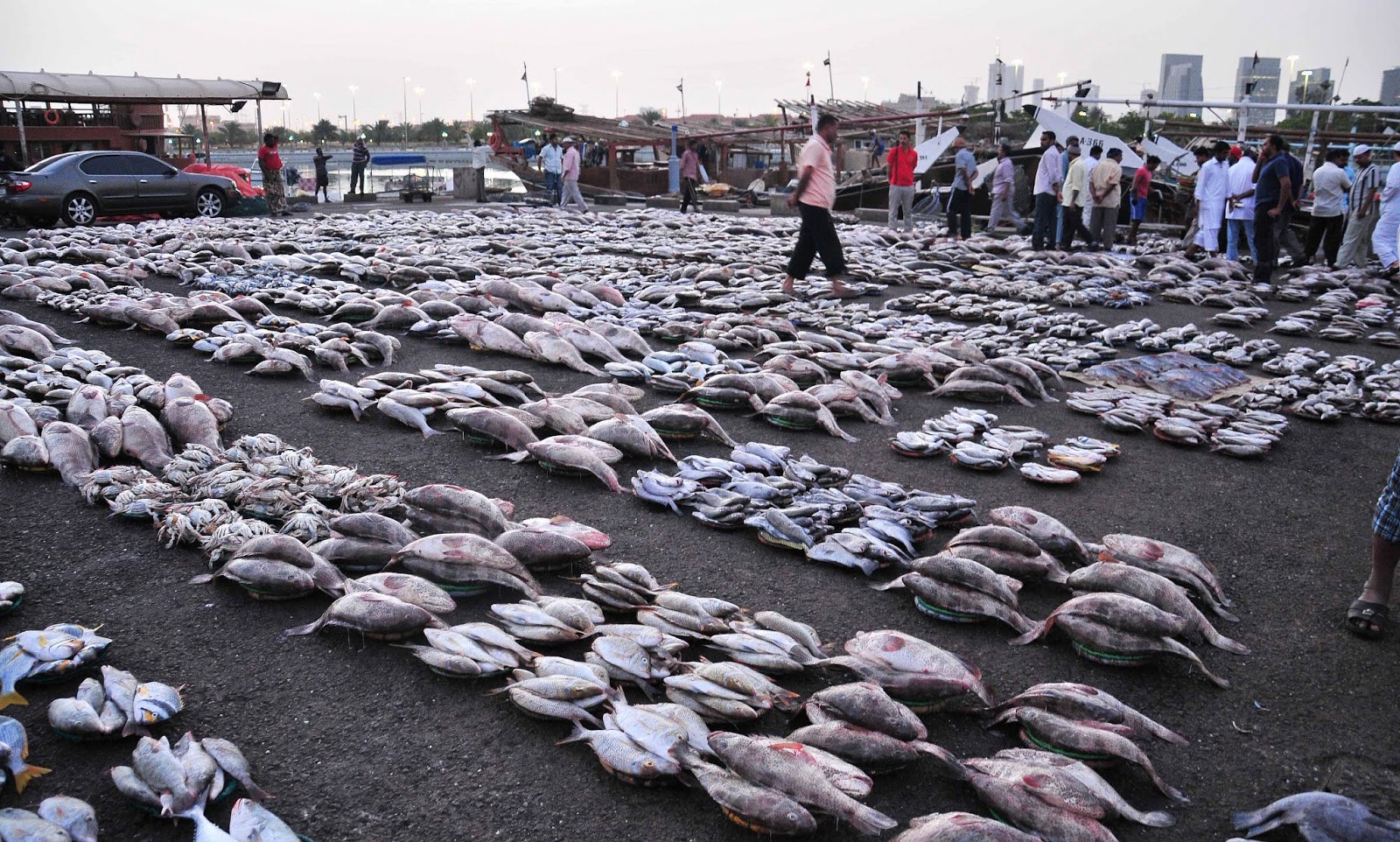 World’s biggest fish farm launched in Abu Dhabi