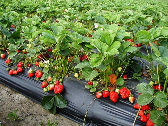 Kerala to have strawberry processing plant