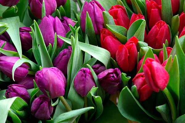 Colombia exports 500 mn flowers for Valentine’s Day