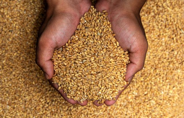 Haryana wheat arrivals touch 56 lakh tonnes