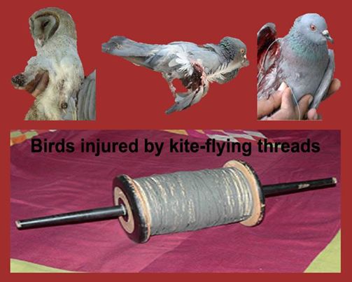 15 birds die due to kite strings on Independence Day