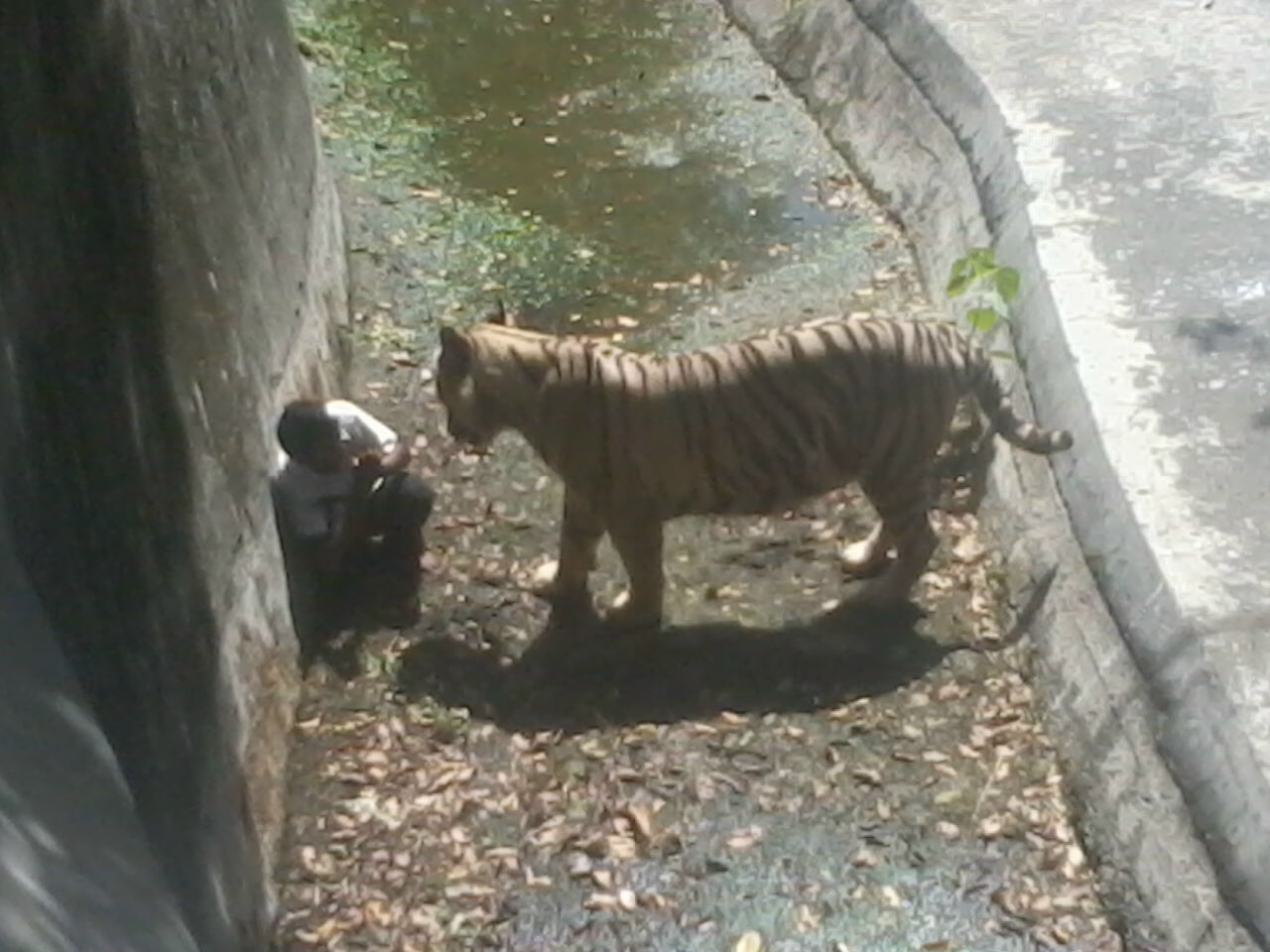 White tiger kills man in Delhi Zoo