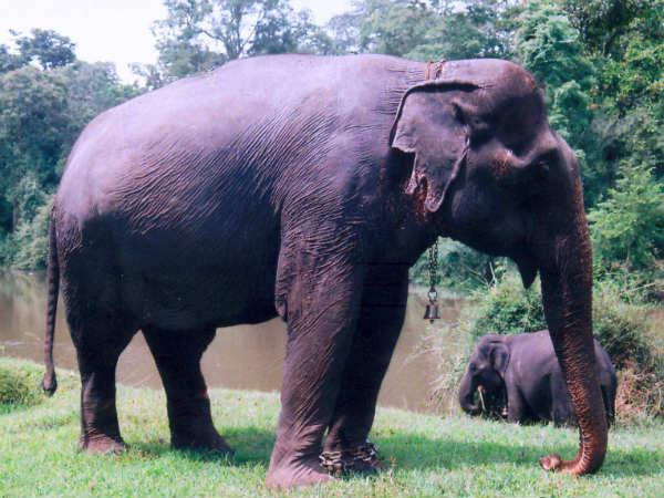 Tourist crushed to death by elephant in Kerala