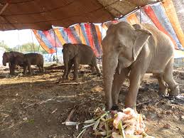 4 elephants rescued from Pune circus