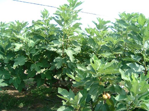 Herbal Trees to be planted alongside Kshipra river