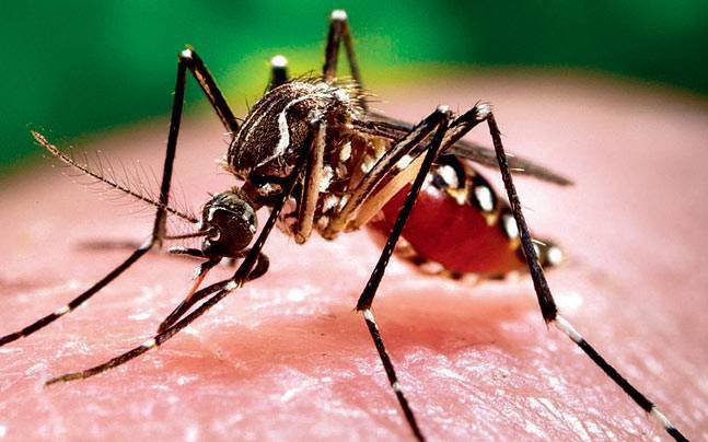 Chikungunya instances in capital go as much as 432