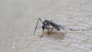 21 Zika instances present in Bangkok