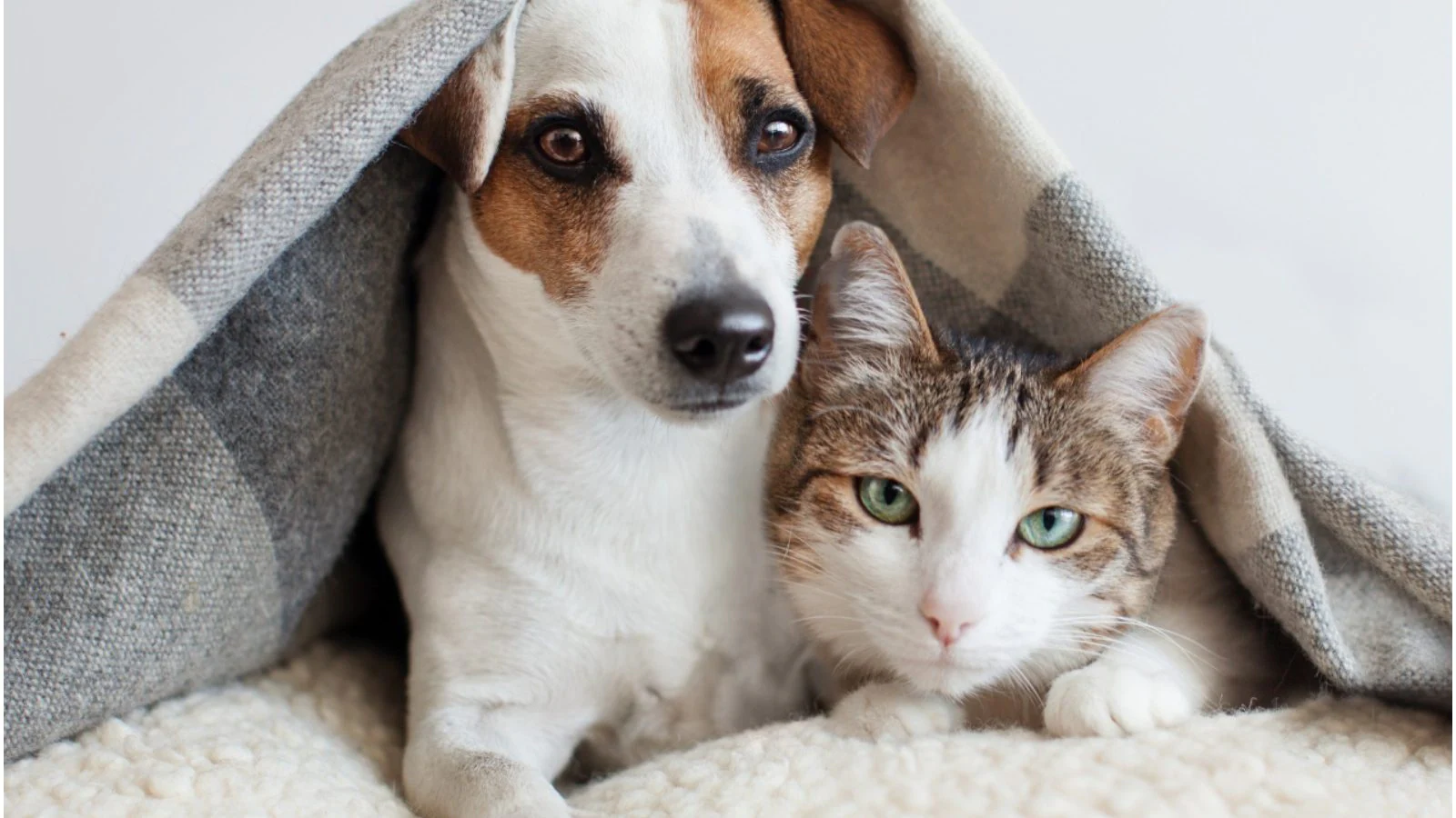 Monsoon Guide for Your Pet They Will Secretly Thank You for