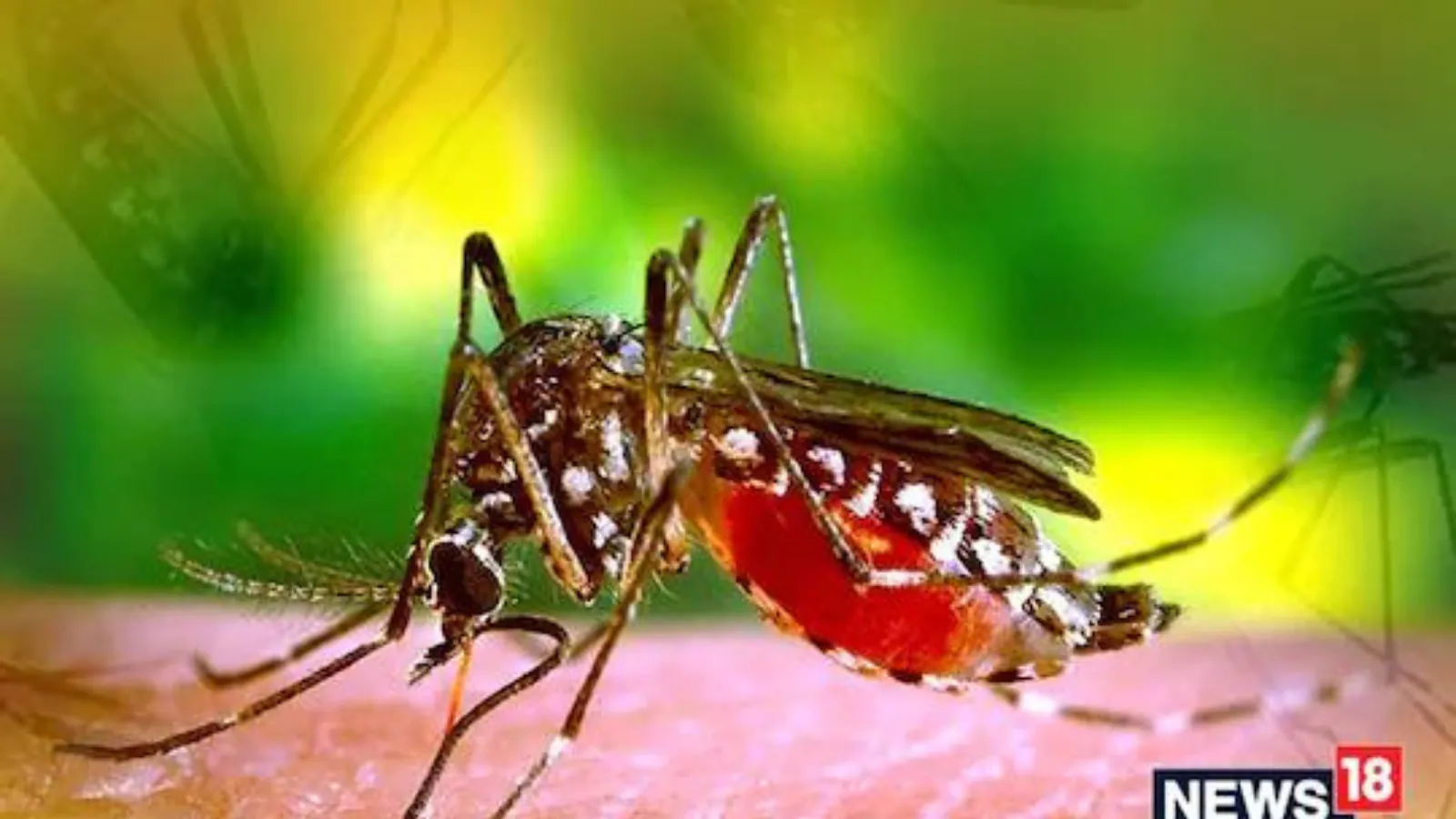 Mosquito Attack Can Lead To These 5 Monsoon Diseases. Take A Look